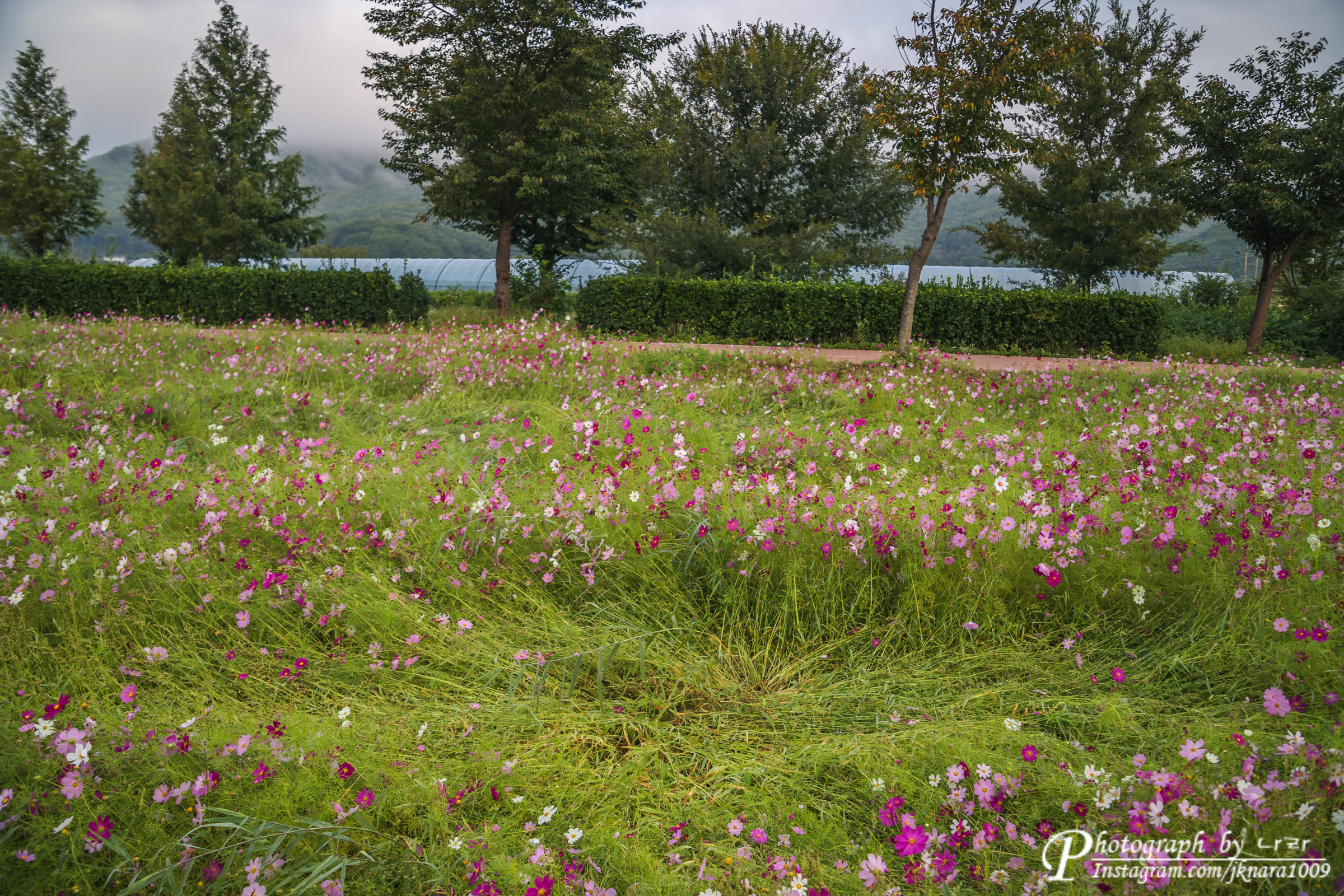 바람에 쓰러진 코스모스