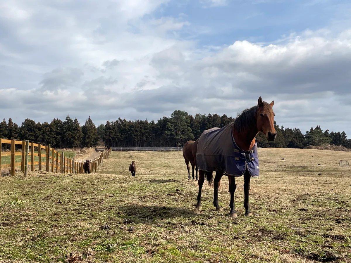 겨울-제주여행-무료로-말-구경할-수-있는-성이시돌목장-소요시간-아이스크림-후기