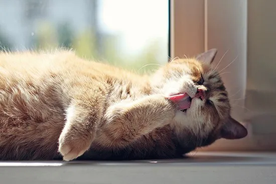 고양이 우울증과 무기력증 증상_6