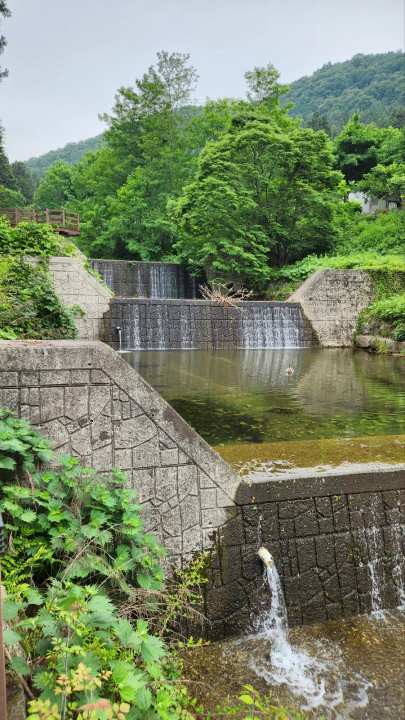 편백나무 성지, 장성 치유의숲 오르는 길, 계곡 사방댐