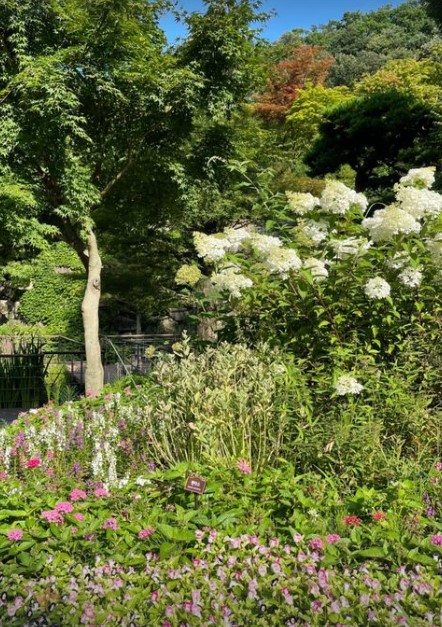 화담숲 수국축제