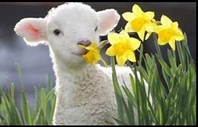 양띠 남자와 잘맞는 띠,양띠남자의 띠궁합(8)