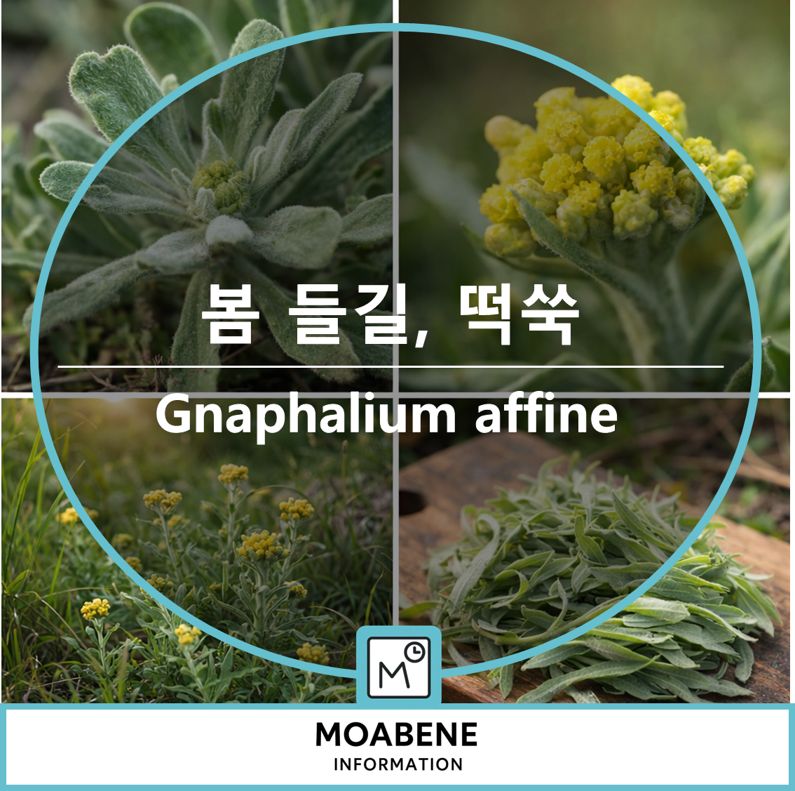 봄 들길에서 만나는 떡쑥(Gnaphalium affine) 알아보기: 생김새, 채취 시기, 활용법까지