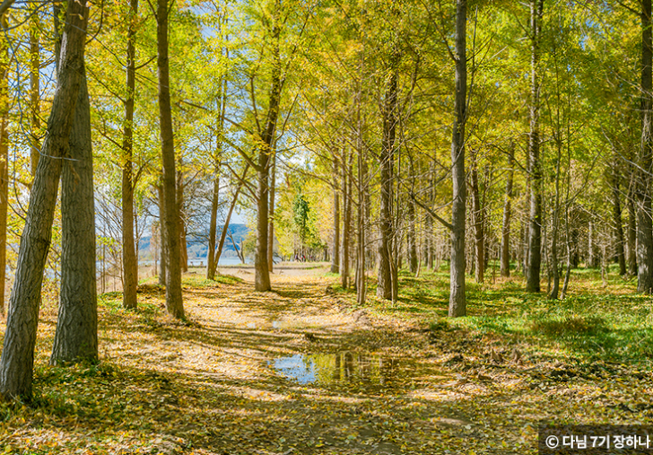 은행나무명소 고령