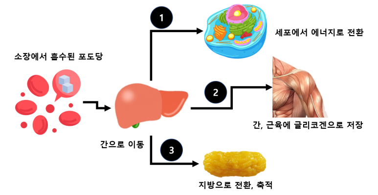 탄수화물 체내 흡수 3가지 경로