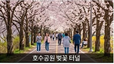 일산 벚꽃