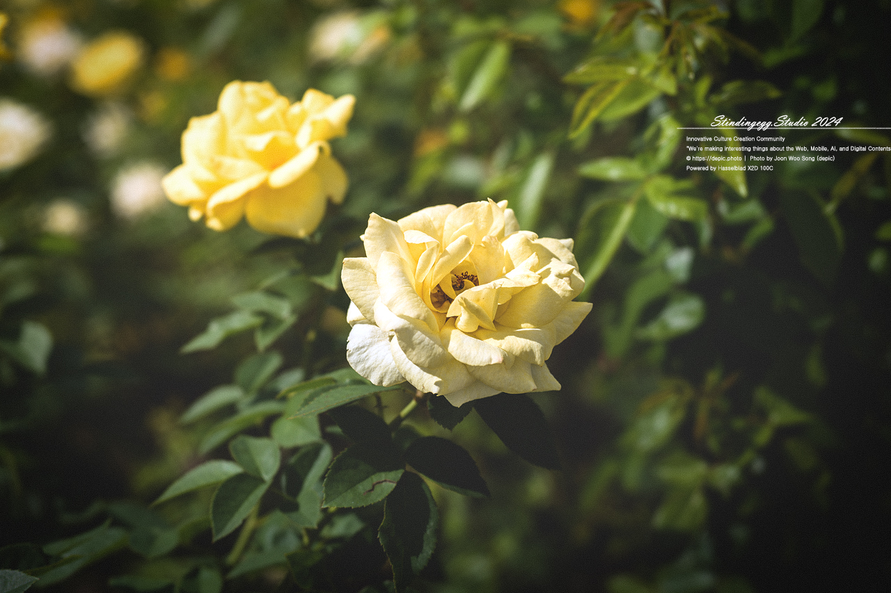 #서울 #식물원 #서울식물원 #꽃