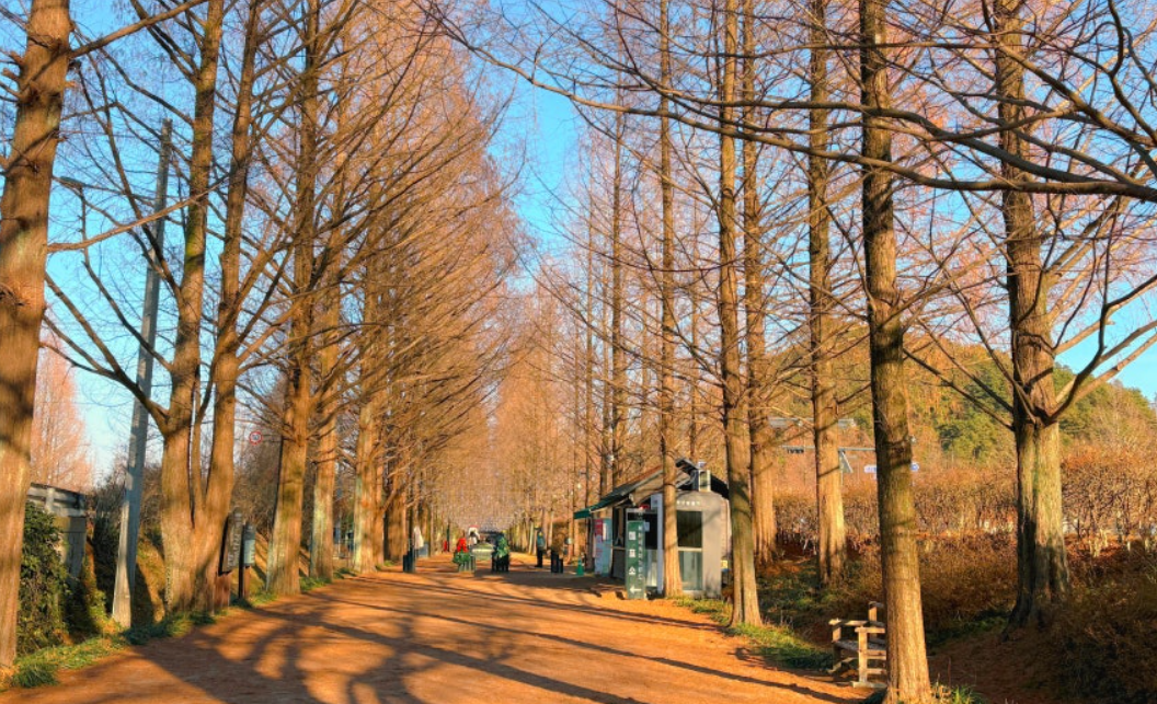 담양의 메타세쿼이아길