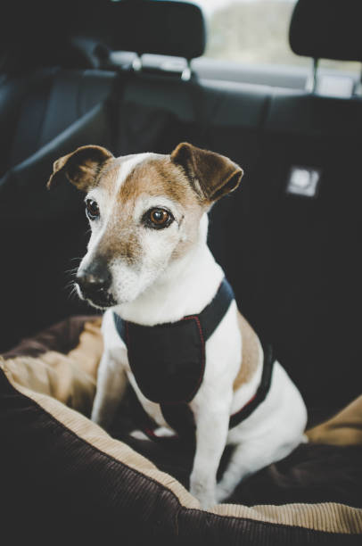 반려동물 카시트 올바른 사용법