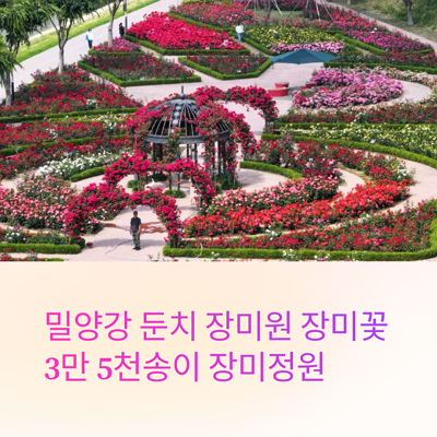 6월 장미꽃 밀양강 둔치 장미원 3만 5천송이 장미정원