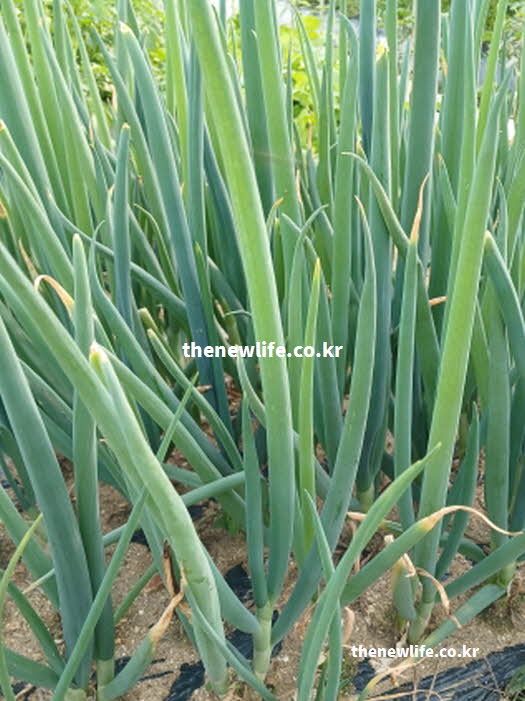 대파 효능 변비 해소 식이섬유