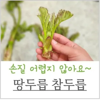 개두릅 참두릅 차이 섭취방법_12
