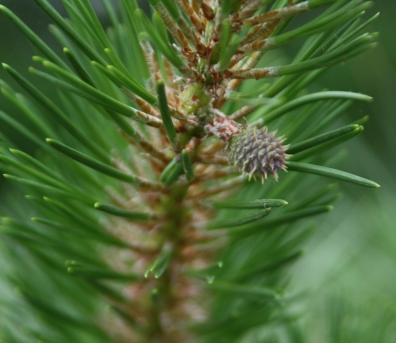 리기다소나무 암꽃