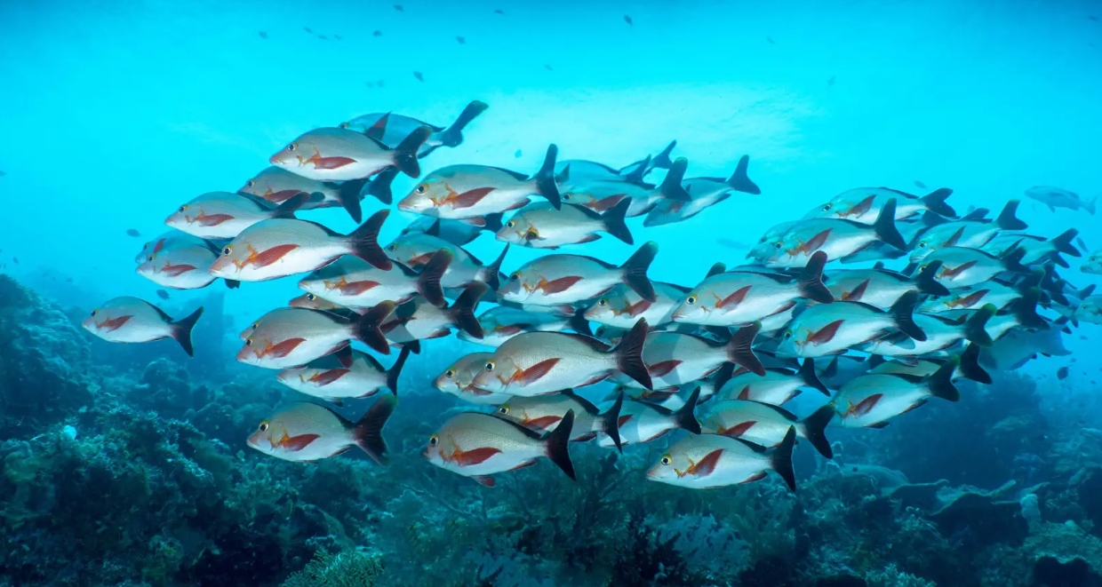 수어지교 - 물고기는 평생 물을 떠나 살 수 없다