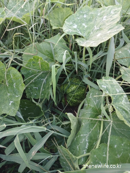 풀숲 속에서 자라는 초록빛 둥근 애호박-애호박 효능의 장 건강과 변비 개선 관련 실물 사진 (1)
