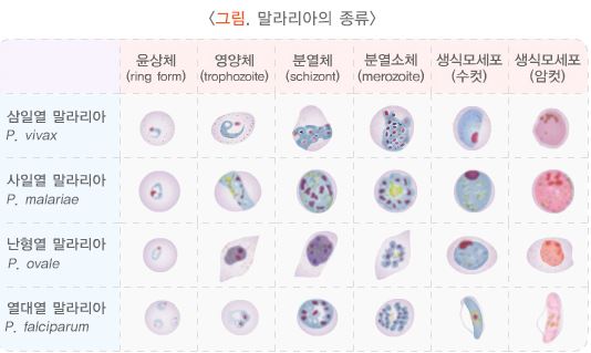 말라리아 종류