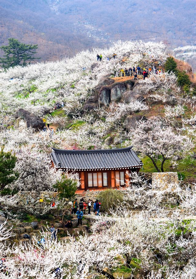 전라도 벚꽃 명소 추천