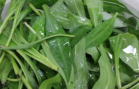 쑥부쟁이 나물 맛있게 무쳐 먹는 방법