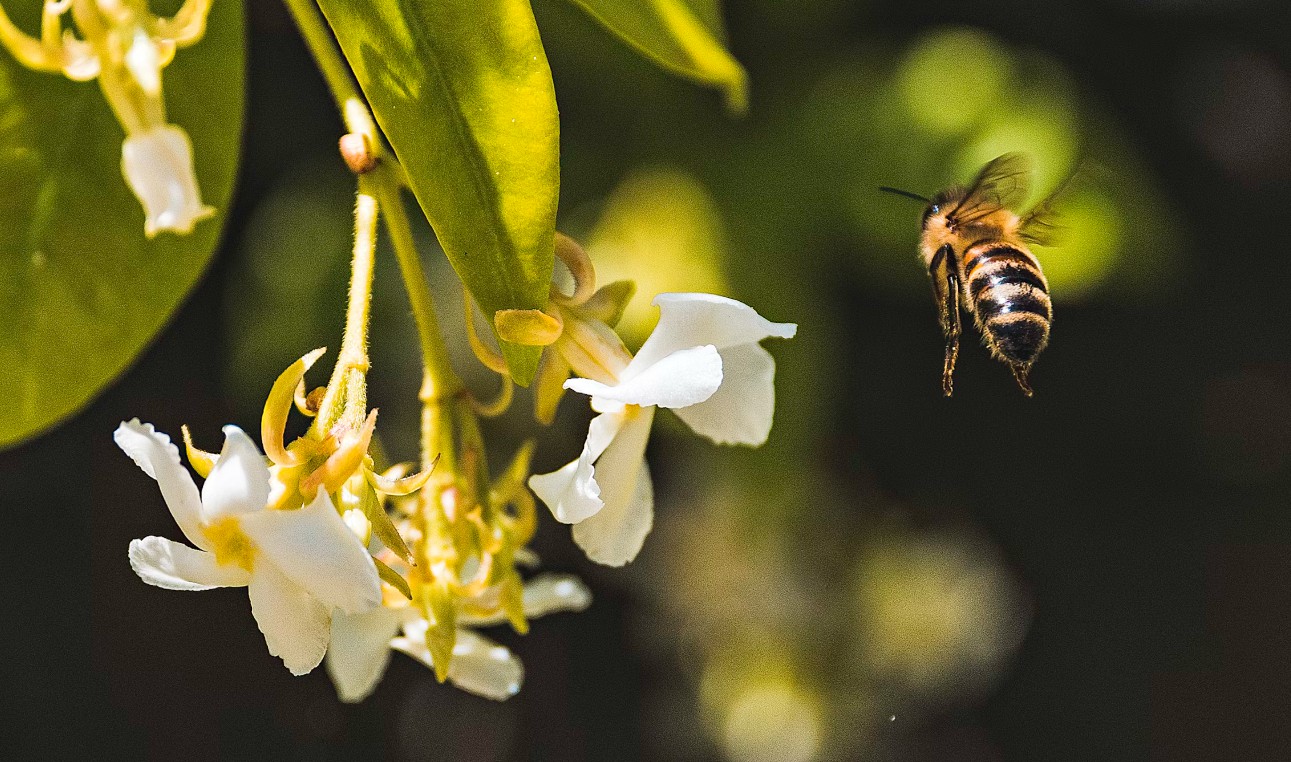 꽃가루 지수 확인 방법