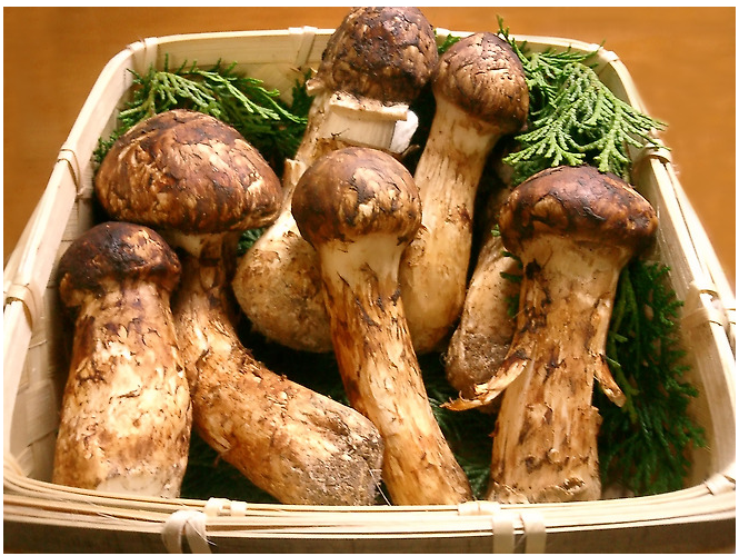 송이버섯의 모양