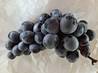 머루포도 효능키우기제철머루포도주 담그기먹는 방법보관 방법 안내_4