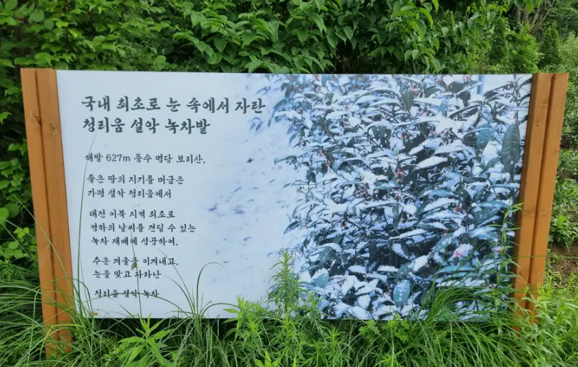 설악-녹차-안내