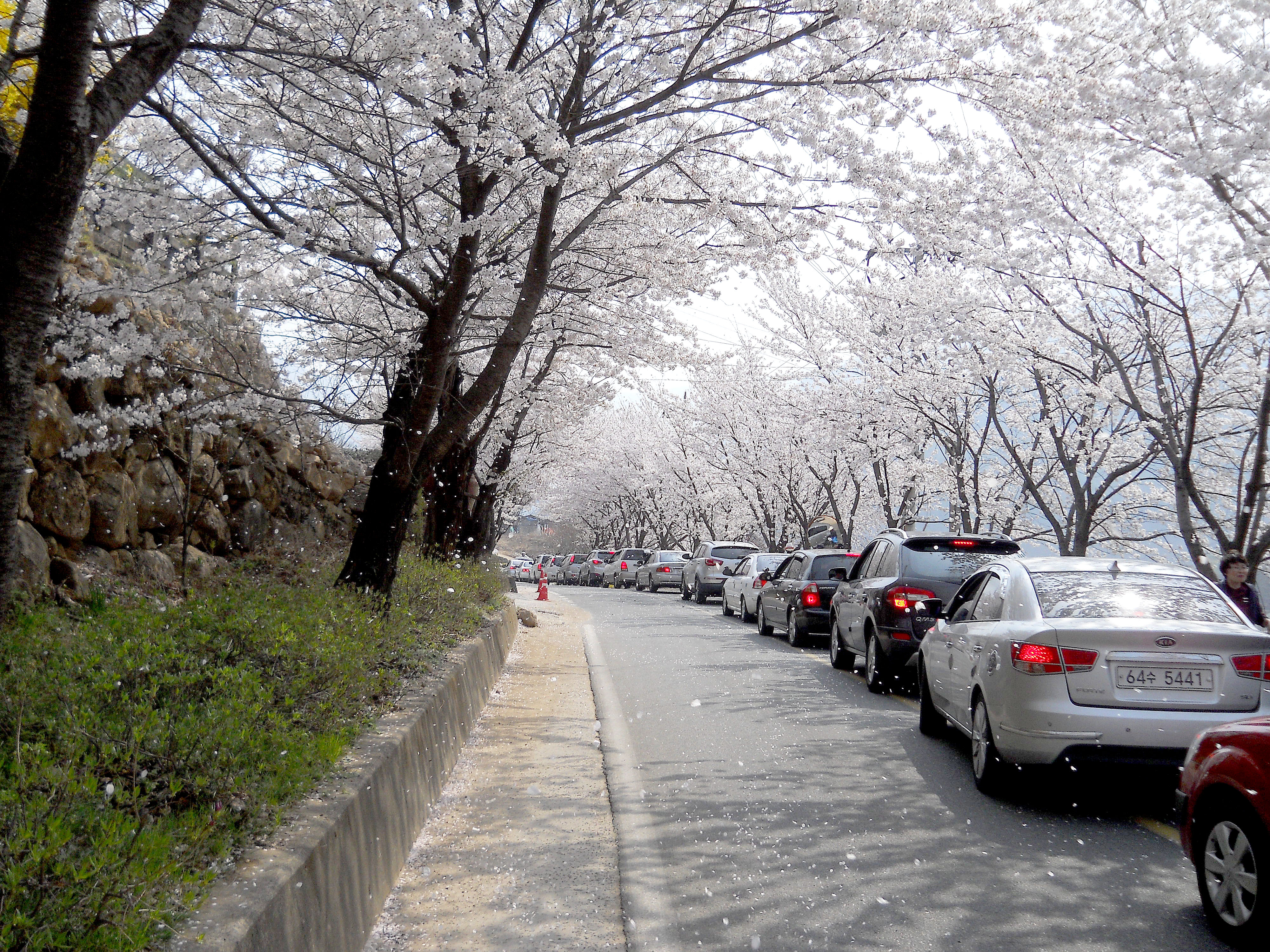 화개장터에서 쌍계사까지 혼례길 하동십리벚꽃길