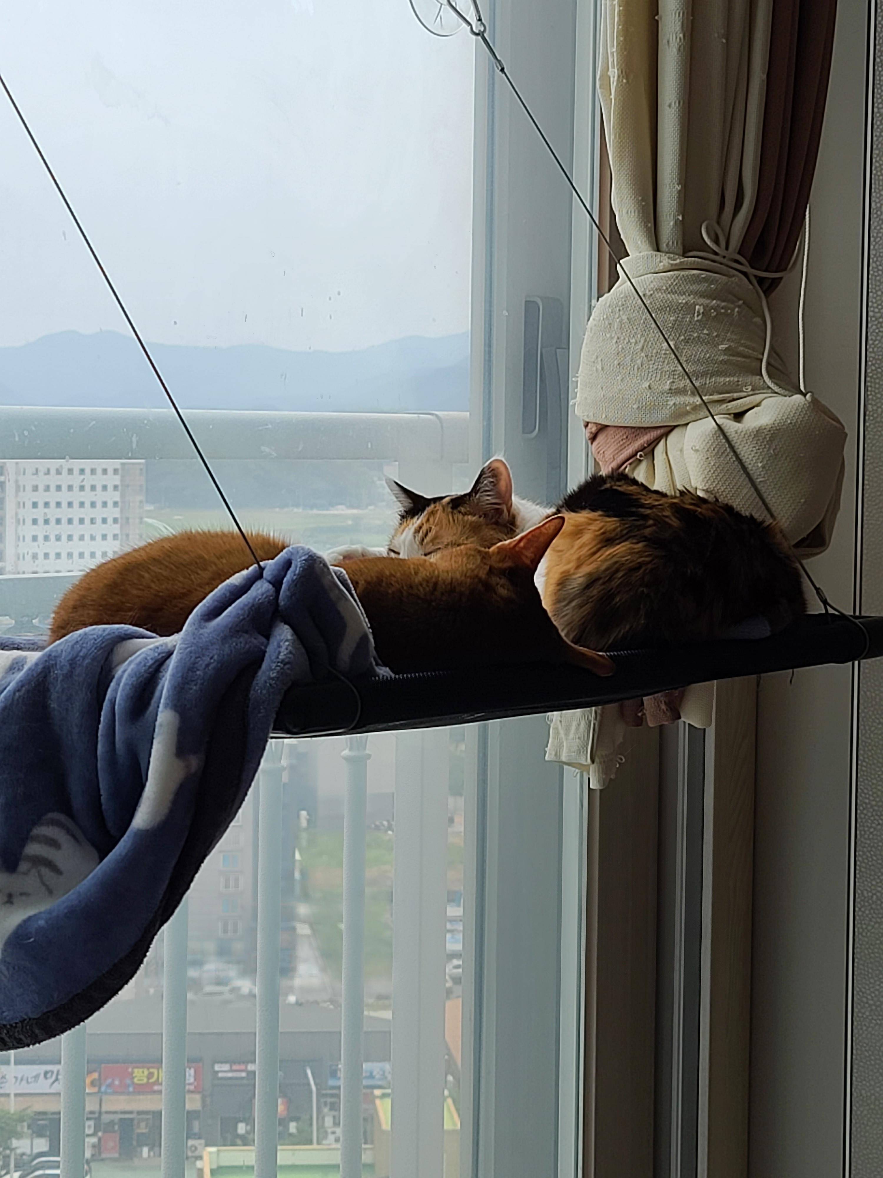 이해할수 없는 사차원 고양이 요미 ㅋ (feat. 루나와 요미)