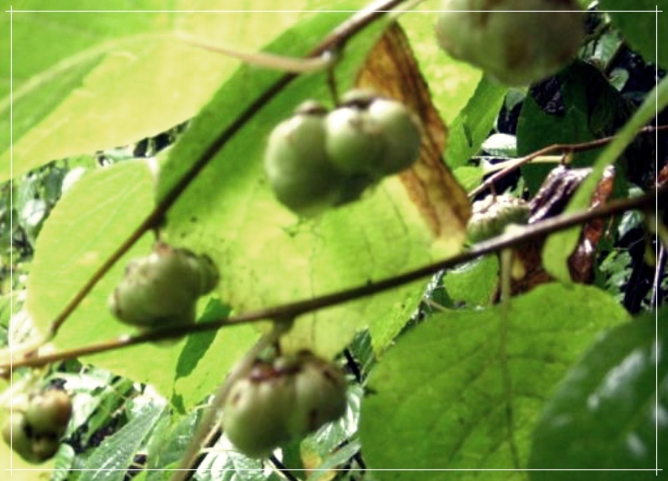 개다래: 특성, 효능, 재배 및 활용 방법