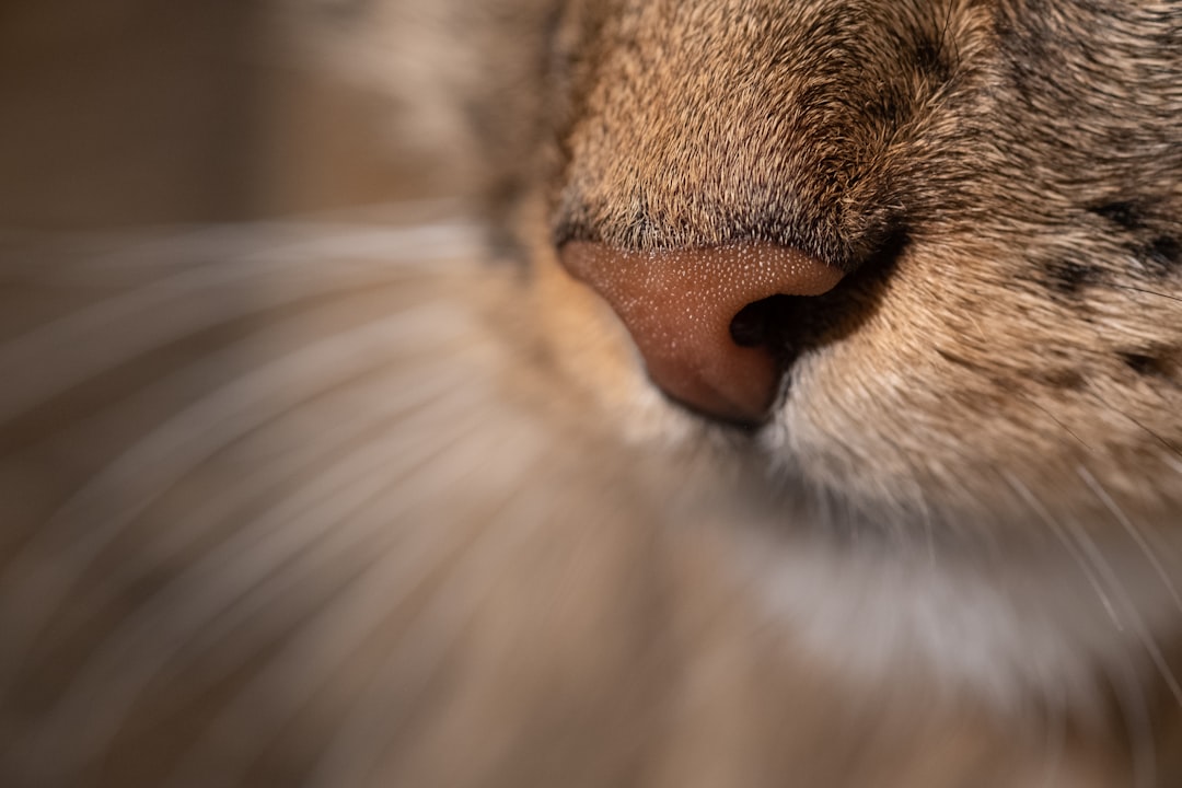 Ear, Nose, Throat