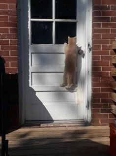 고양이가-손잡이를-닫고-대문에-올라가-집안을-들여다보는-모습