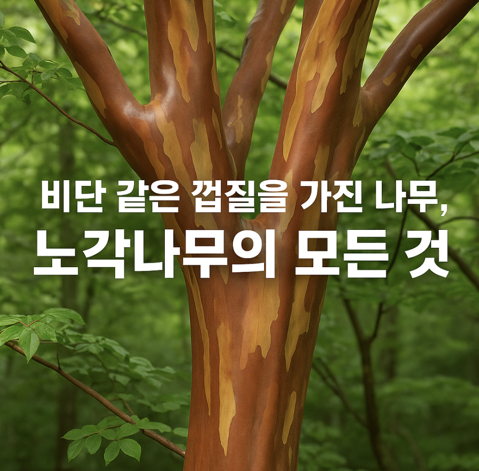 비단 같은 껍질을 가진 나무, 노각나무의 모든 것