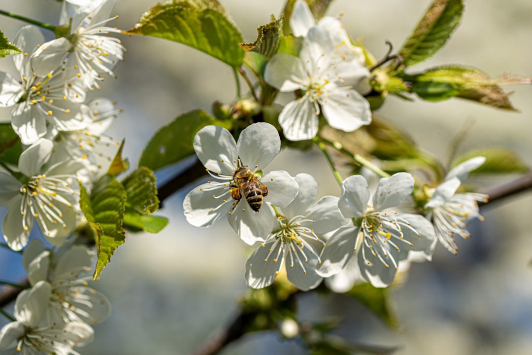 Manuka