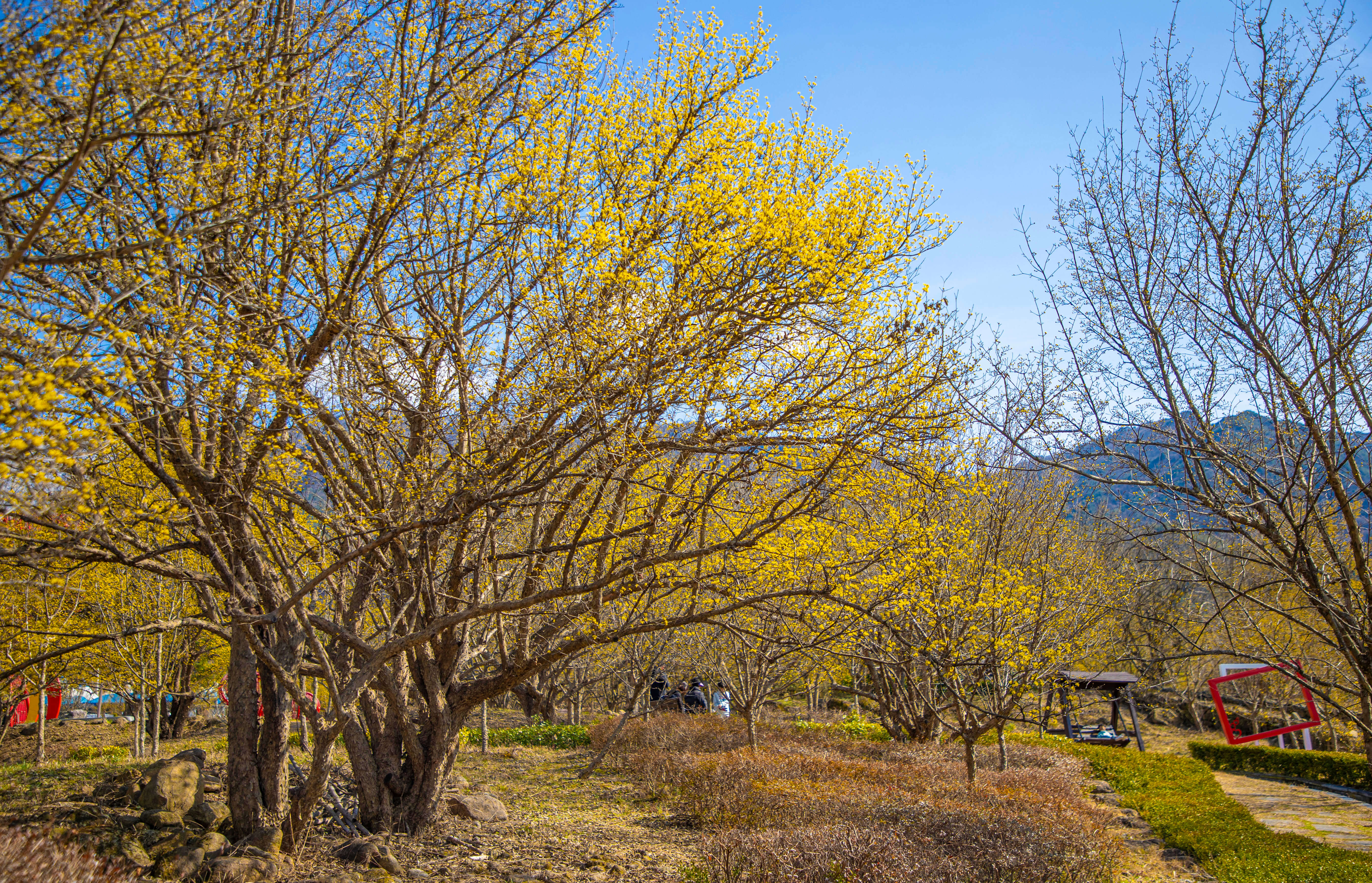 2025 구례 산수유꽃축제 일정 체험 프로그램 예약