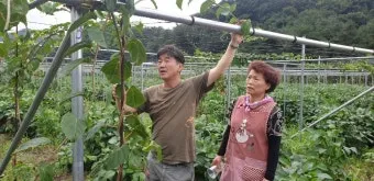 다래 재배 수분수 배치 덩굴 유인 겨울 보호_10