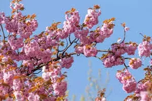 벚꽃