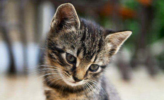 고양이 외출 관련 사진