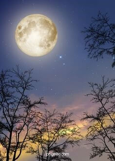 가느다란-나뭇잎-사이로-토끼가-보이는-보름달이-휘엉청-떠있는-모습