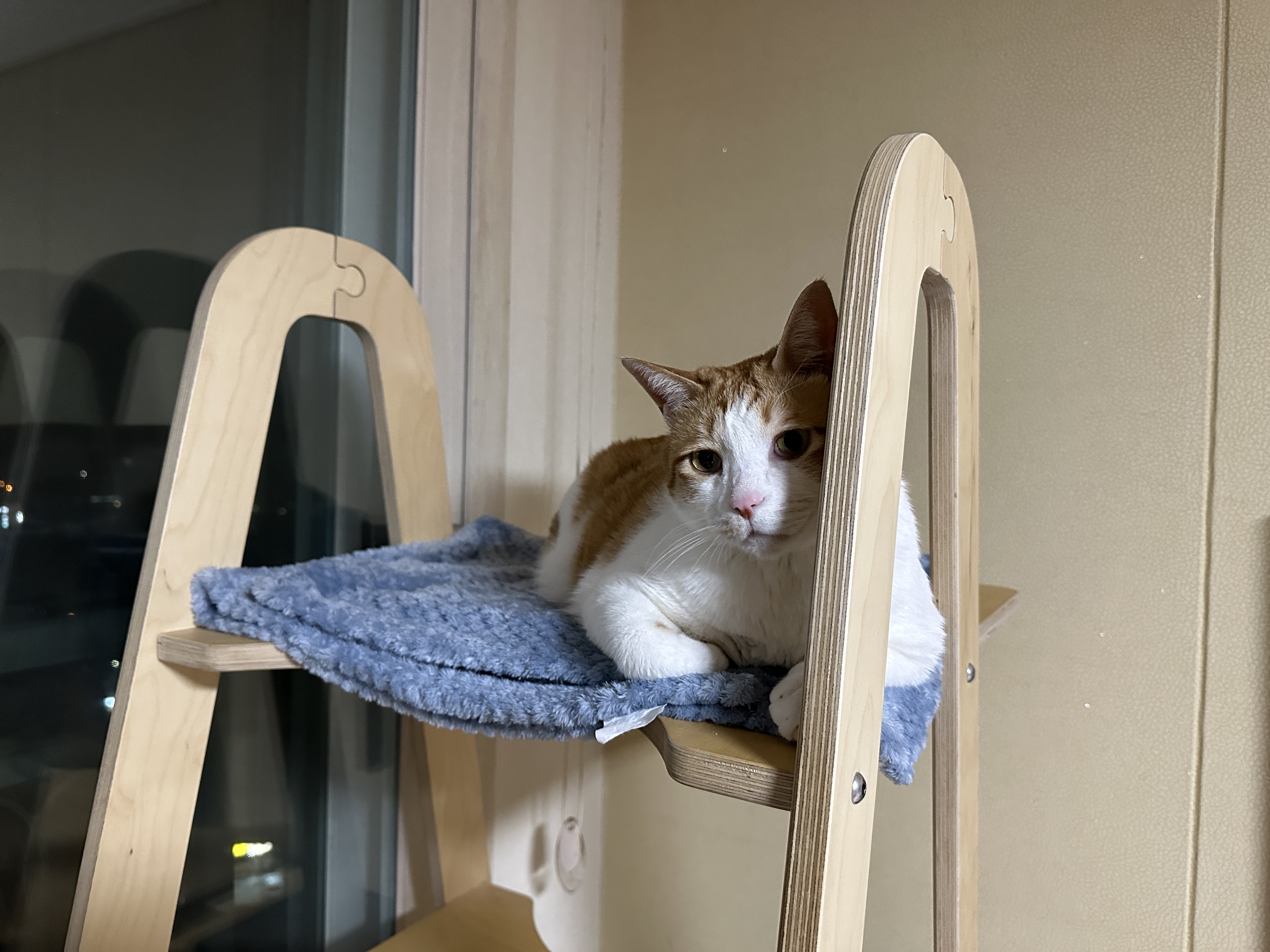 뽀송뽀송 세탁한 담요 좋아하는 막둥이 (feat. 깔끔쟁이 고양이들)