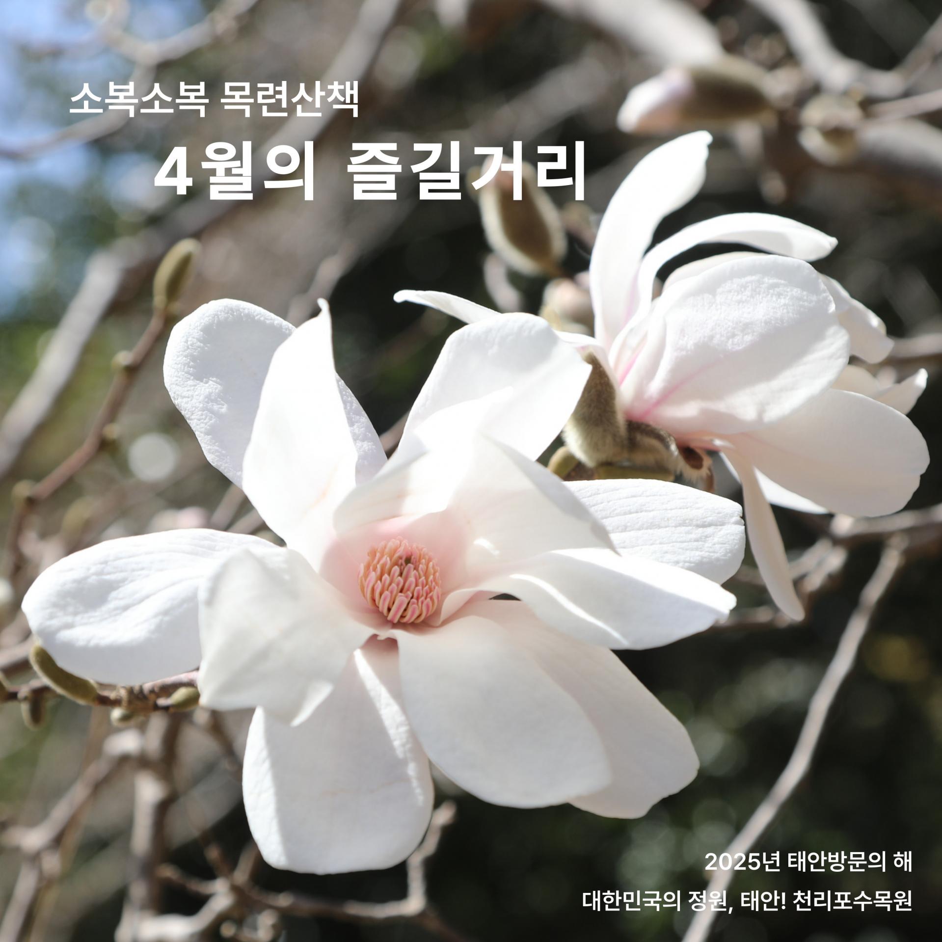 태안 천리포 수목원 목련축제 2025 주차 맛집 꿀팁 총정리