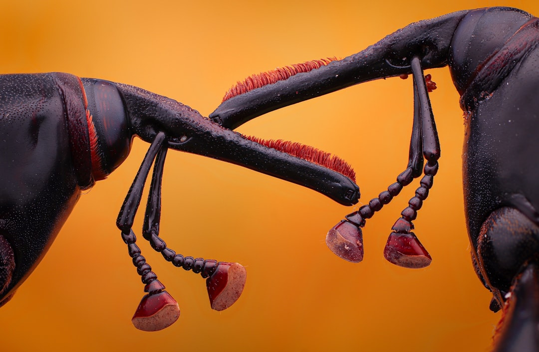 Mechanoreceptor