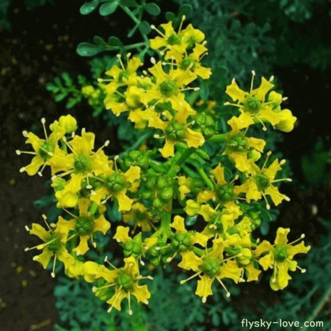 허브 루타 (Rue) 효능