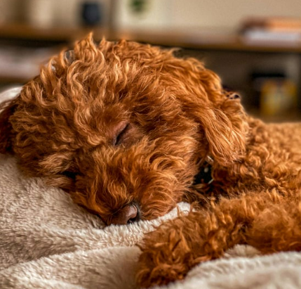 귀여운 견종 추천과 강아지 인기 순위