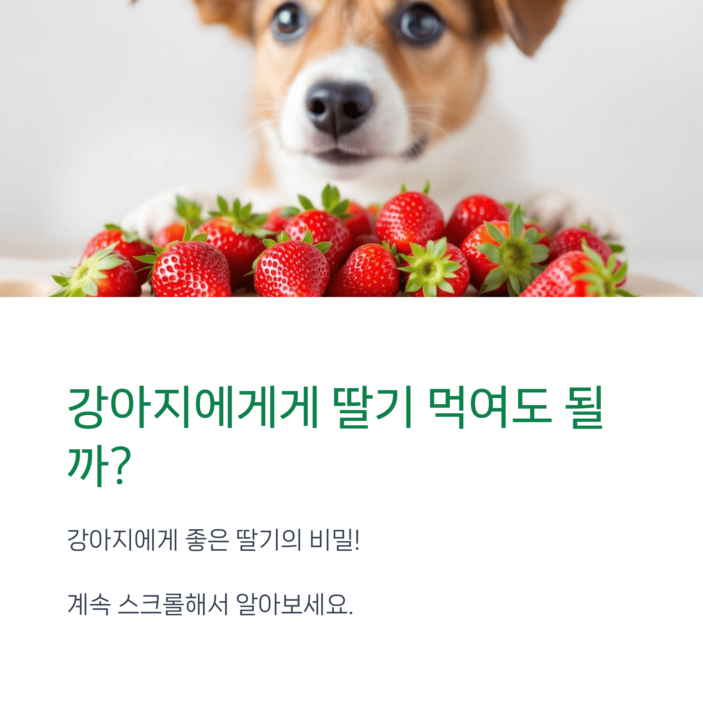 강아지딸기급여