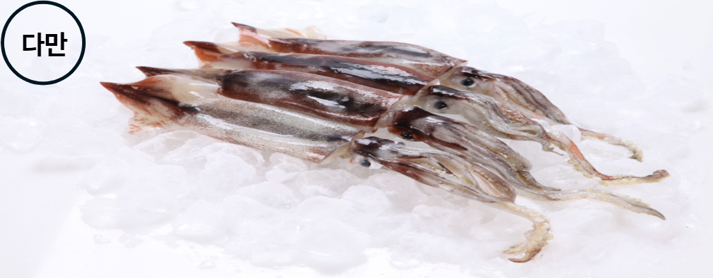 얼음-위에-올려져-있는-오징어-네-마리