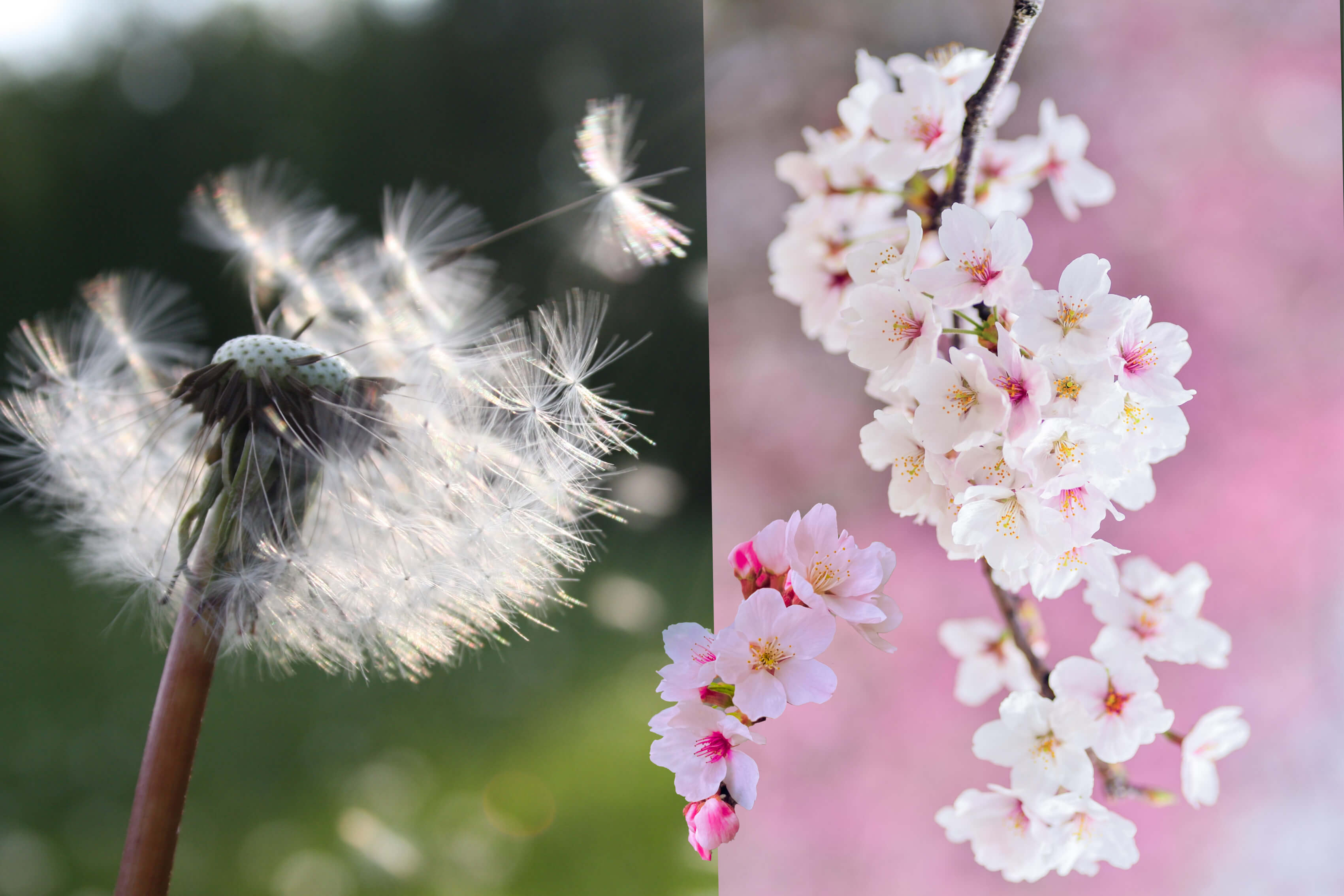 일교차. 환절기.