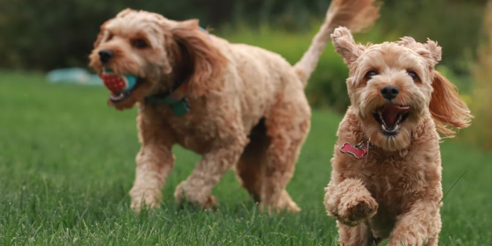 강아지가 주인보다 앞질러 가는 이유 2