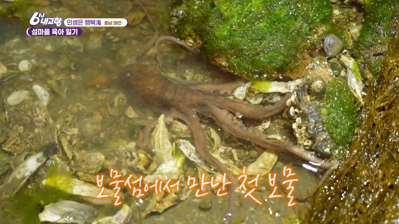 6시내고향 인생은 행복해 태안 섬마을 육아일기 해루질 낚시체험 펜션 해루질 하는 모습