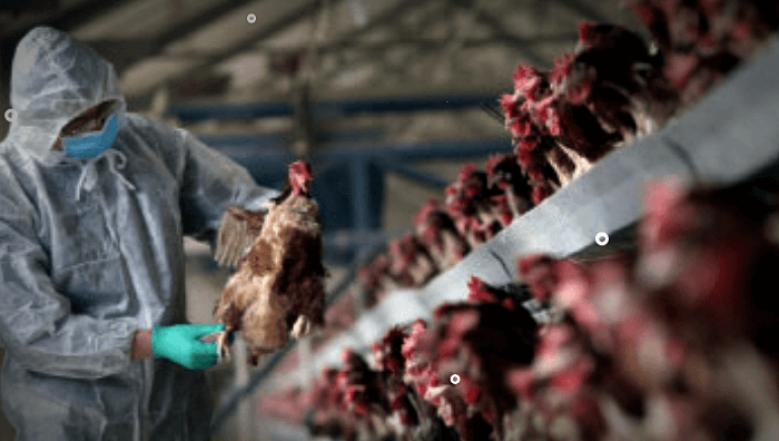 조류인플루엔자