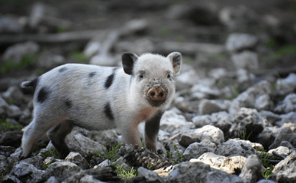 복권 당첨되는 꿈 5가지 중 돼지와 관련된 꿈을 나타내는 돼지 사진